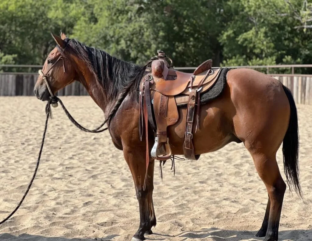 Bits & Spurs Gaited Horse Association